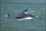 Dolphins Playing Coast 02_800.jpg