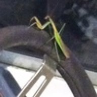 JAMN' Mantis