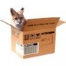 foxxinabox