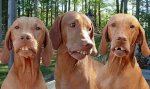 RedNeckHillBillyDogs.jpg