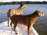 Dogs boat.jpg