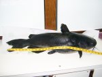 27 in catfish S.jpg