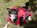 Bailey with lifejacket.jpg