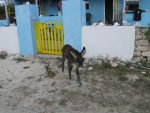 baby donkey salt cay.jpg