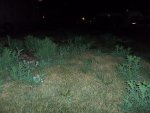 yard2.jpg