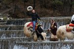 The-Amazing-Race-cowboys-Jet-and-Cord-ride-a-yak-in-China.jpg