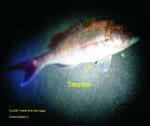Snapper.jpg