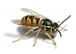 YellowJacket.jpg