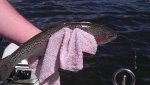 spring trout 12.jpg