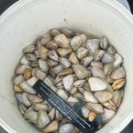 goolwa cockles.jpg