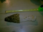 9 inch Morel.jpg