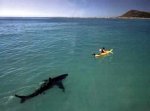 shark-kayak.jpg