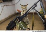 Cat-Armed-and-ready-500x347.jpg