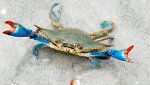 blue-crab-378-640x360.jpg