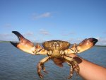 stone-crab-florida.jpg