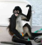 spider-monkey-0004.jpg