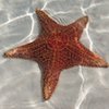 Starfish 100.jpg