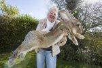 worlds-largest-rabbit-darius-jeff-6.jpg