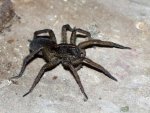 P6104715_wolf_spider_unscaled_sm.jpg