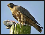 falcon.PNG
