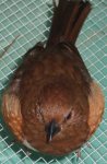 bird.jpg