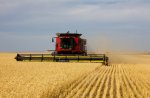 Click image for larger version  Name:	Wheat-Combine-Harvester.jpg Views:	1 Size:	80.8 KB ID:	10528859