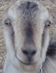 smirkingoat.jpg