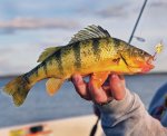 Click image for larger version  Name:	yellow-perch_ron_sinfelt.jpg Views:	1 Size:	161.9 KB ID:	10614104