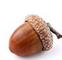 acorn.png