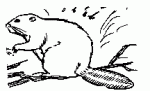 Beaver.gif