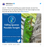 iguana.png