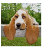 bassett.png