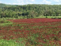 2016 0513 (3) Red Clover field.JPG