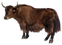 Yak.jpg