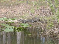 Gator on Silver Lake.JPG