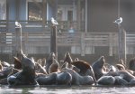 sealions.jpg