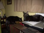 the cats,  Sammy patiently waiting 002.JPG