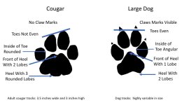 Cougar-Dog-Tracks-Illustration.jpeg
