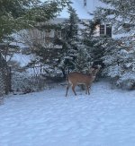 buck backyard 120425.jpg