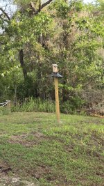 4-9-26 Bluebird house.jpg 4-9-26 Bluebird house.jpg