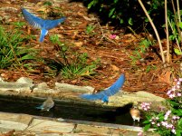 IMG_8319a.JPG IMG_8319a.JPG