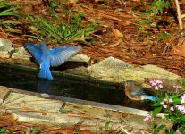 IMG_8330a.JPG IMG_8330a.JPG