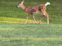IMG_0941.jpeg