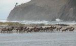 2.elk_on_beach.jpg