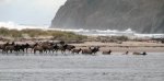 3.elk_in_river.jpg