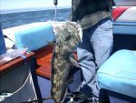 Ling Cod, San Luis Bay, Sept, 2010.jpg