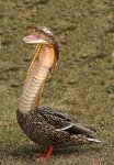 Snake duck.jpg