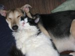 Dog & Cat Pics 004.jpg