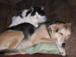 Dog & Cat Pics II 004.jpg