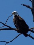 eagle.jpg